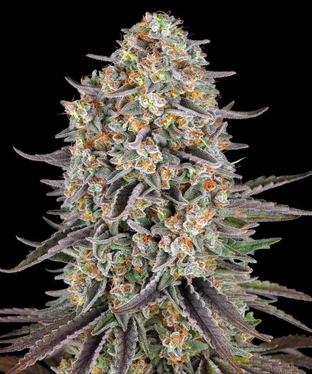 Sour Strawberry Barney's Farm