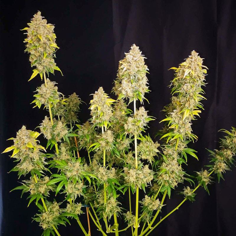 Sour Tangie Dawg von Dutch Passion