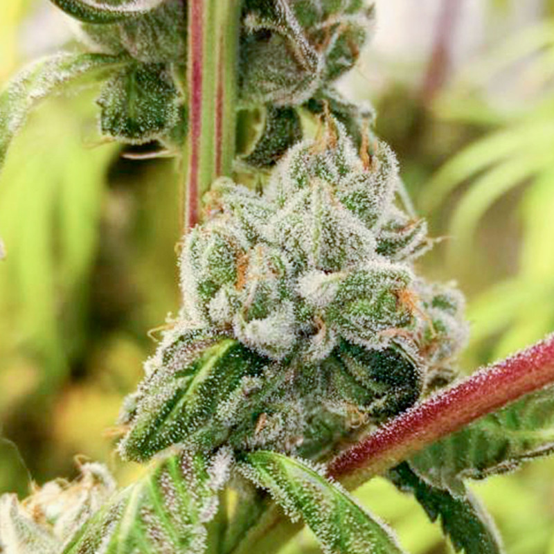 Sour Tangie Dawg von Dutch Passion