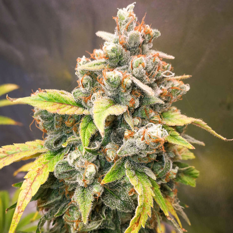 Sour Tangie Dawg von Dutch Passion