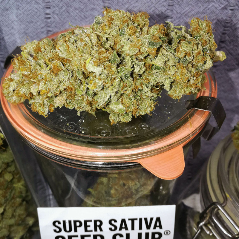 Sour Tangie Dawg von Dutch Passion