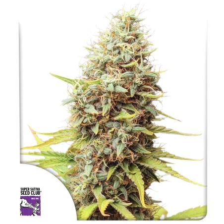 Sour Tangie Dawg von Dutch Passion