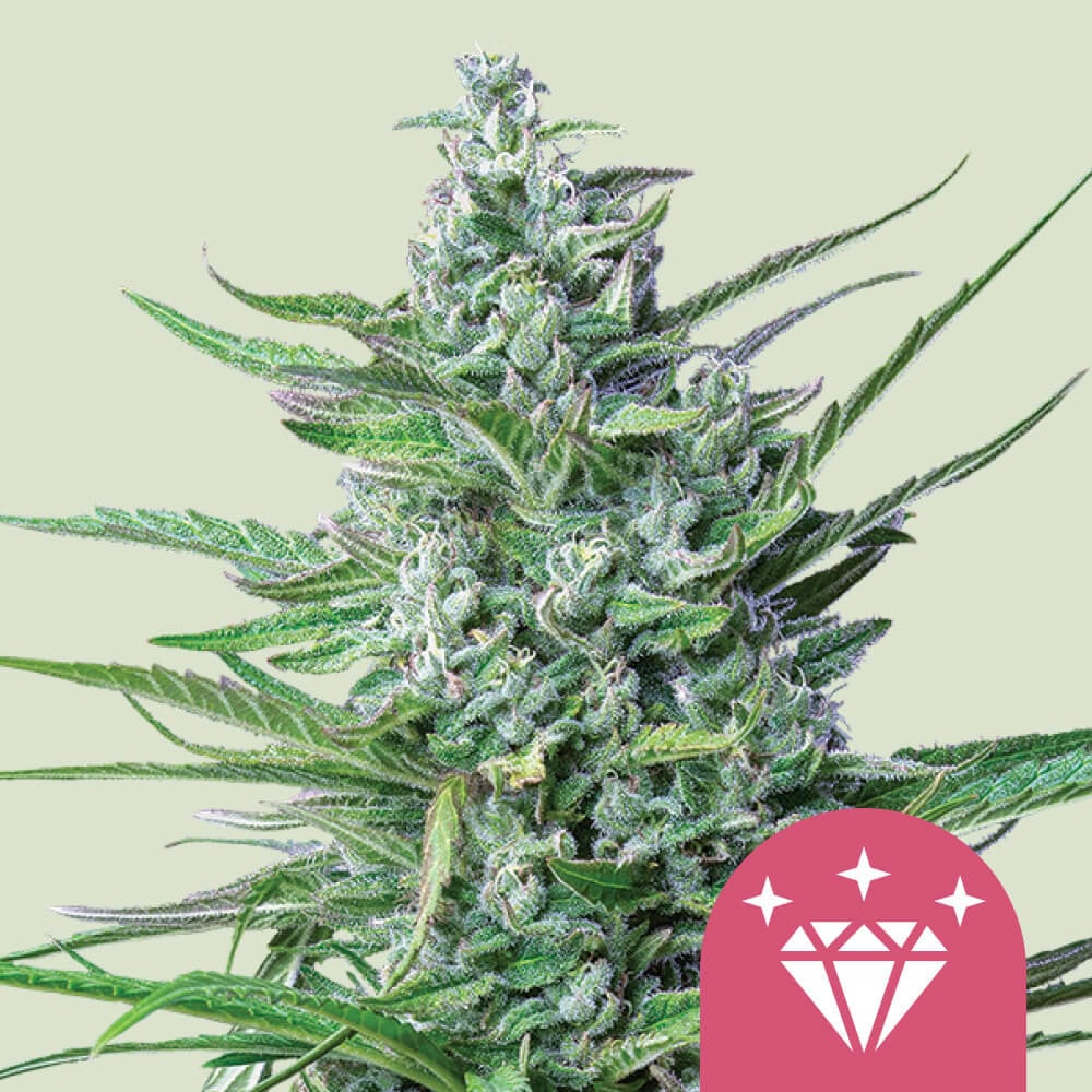 Special Kush 1 von Royal Queen Seeds
