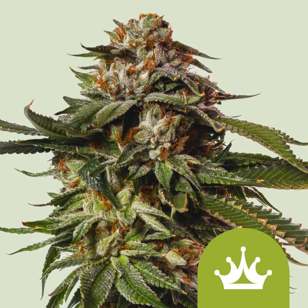 Special Queen 1 Auto von Royal Queen Seeds