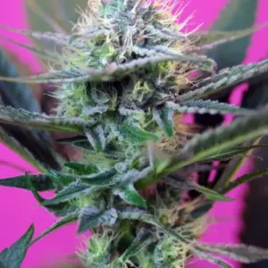 +Speed Auto von Sweet Seeds