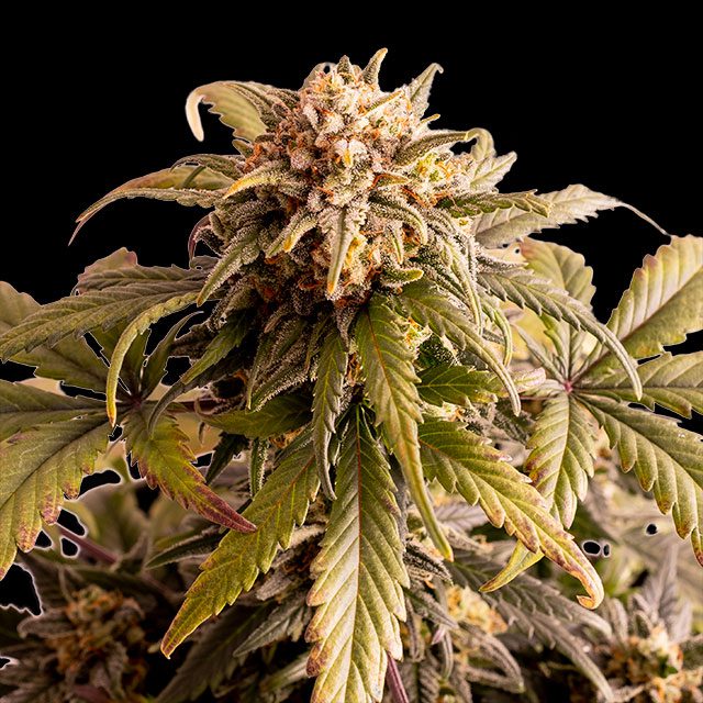 Speedy Boom Auto von Kannabia Seed Company