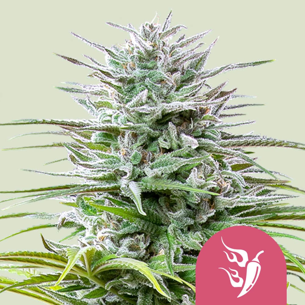 Speedy Chile (Fast Flowering) von Royal Queen Seeds