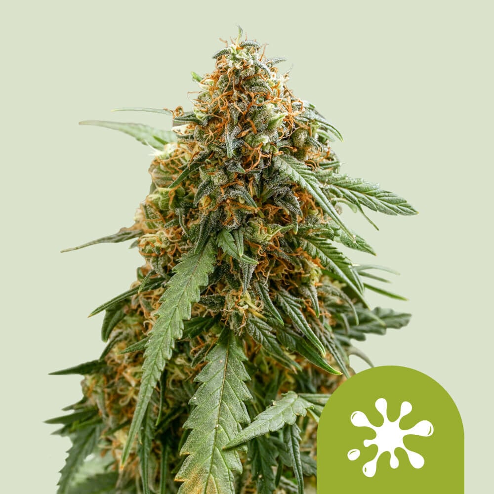 Sticky Queen Auto von Royal Queen Seeds