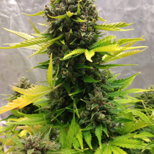 stilton special 3+2er – mephisto genetics (autoflower samen)