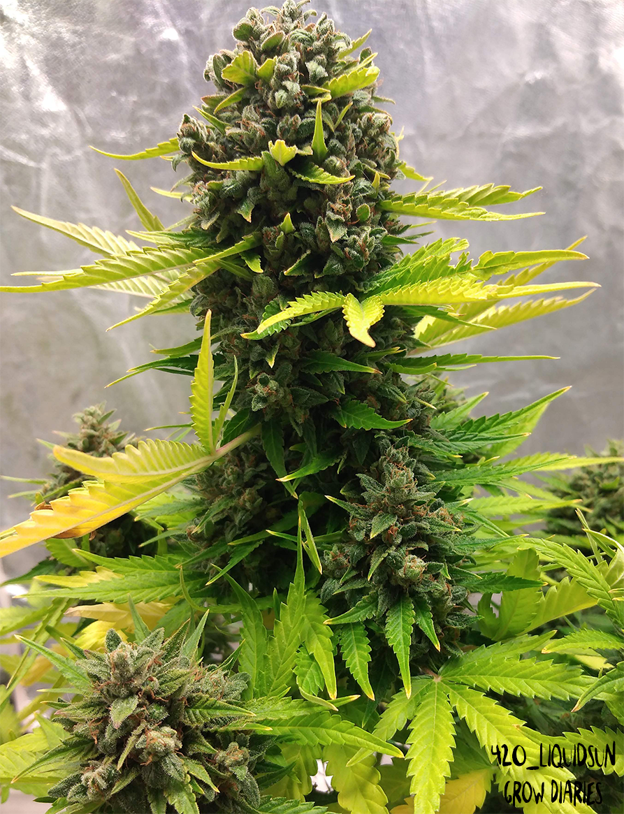 stilton special 3+2er – mephisto genetics (autoflower samen)