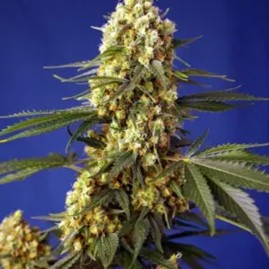 Strawberry Banana Gelato XL Auto von Sweet Seeds