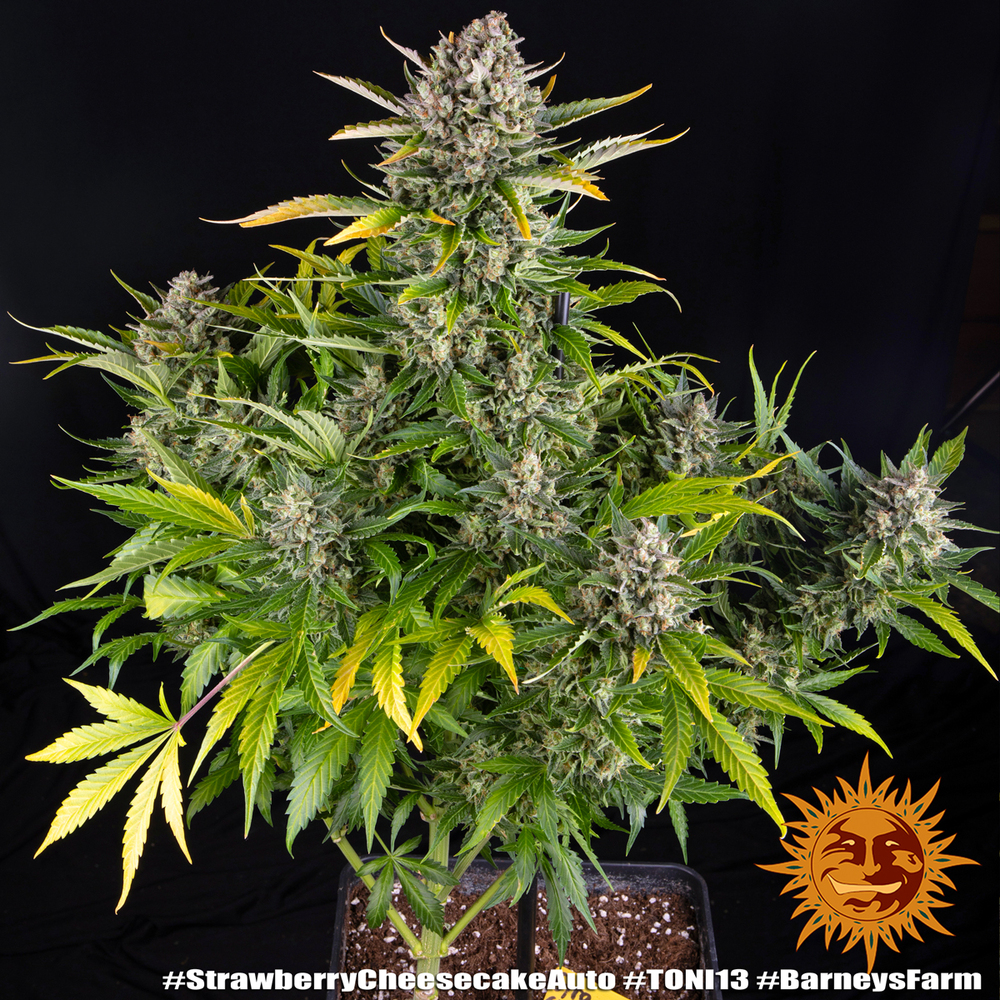 Strawberry Cheesecake Auto Barney’s Farm