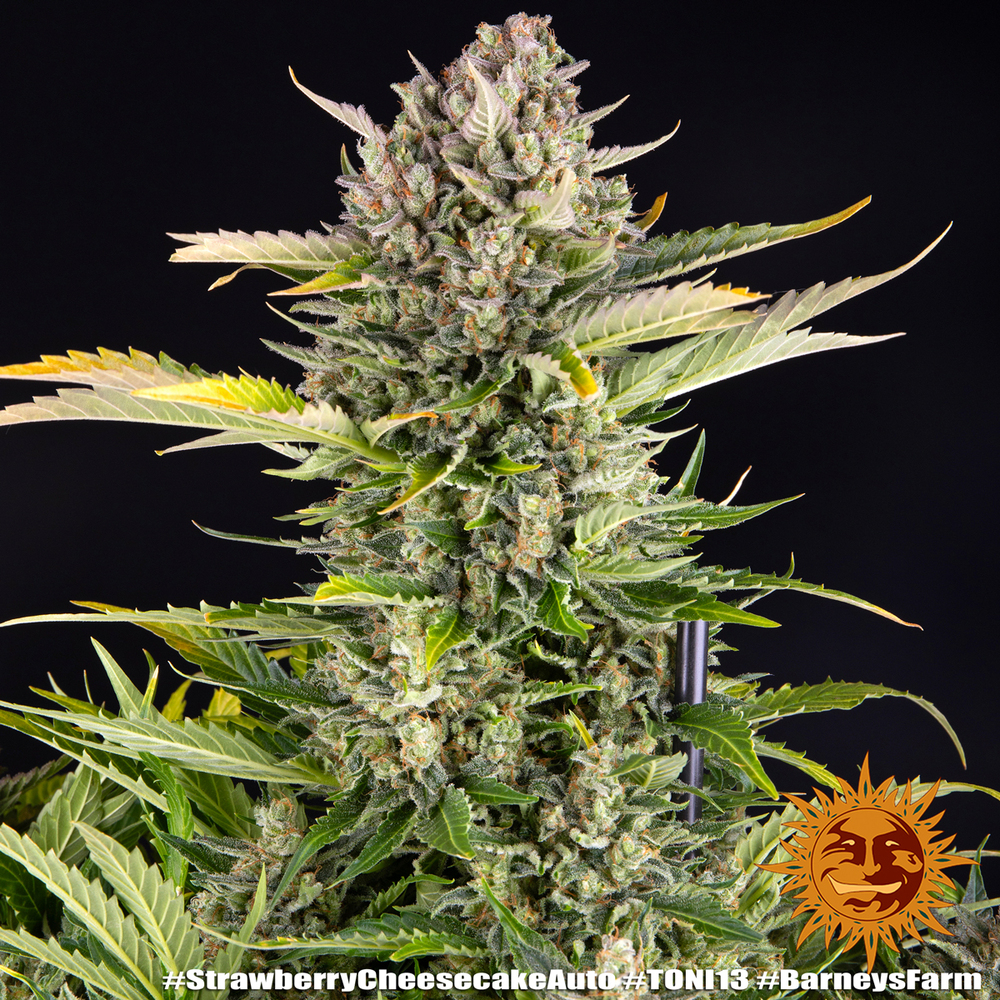 Strawberry Cheesecake Auto Barney’s Farm