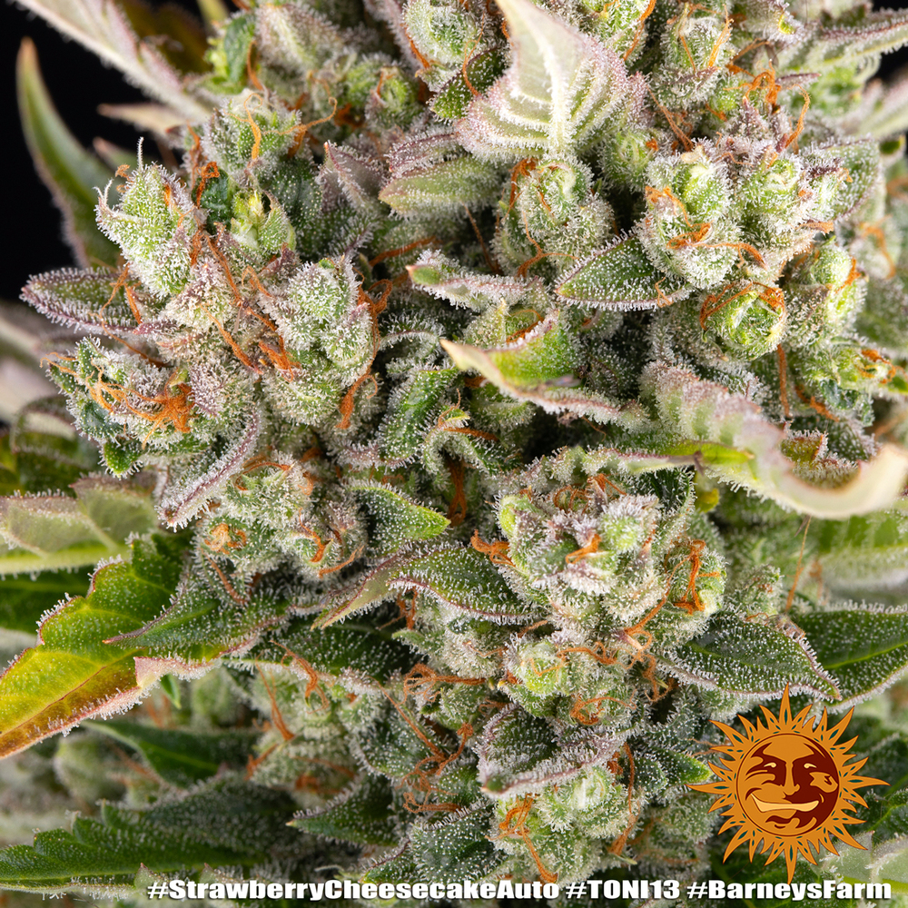 Strawberry Cheesecake Auto Barney’s Farm