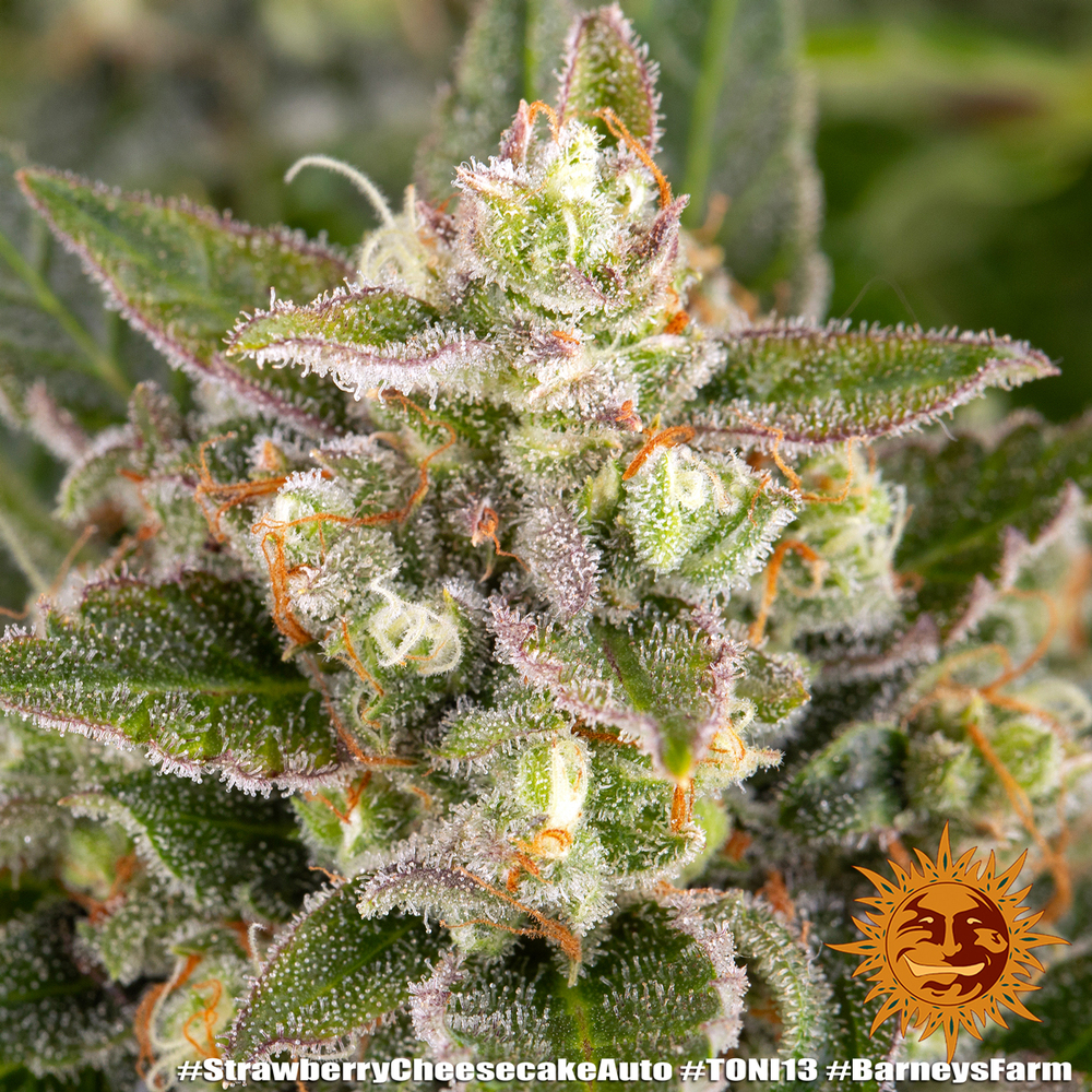 Strawberry Cheesecake Auto Barney’s Farm