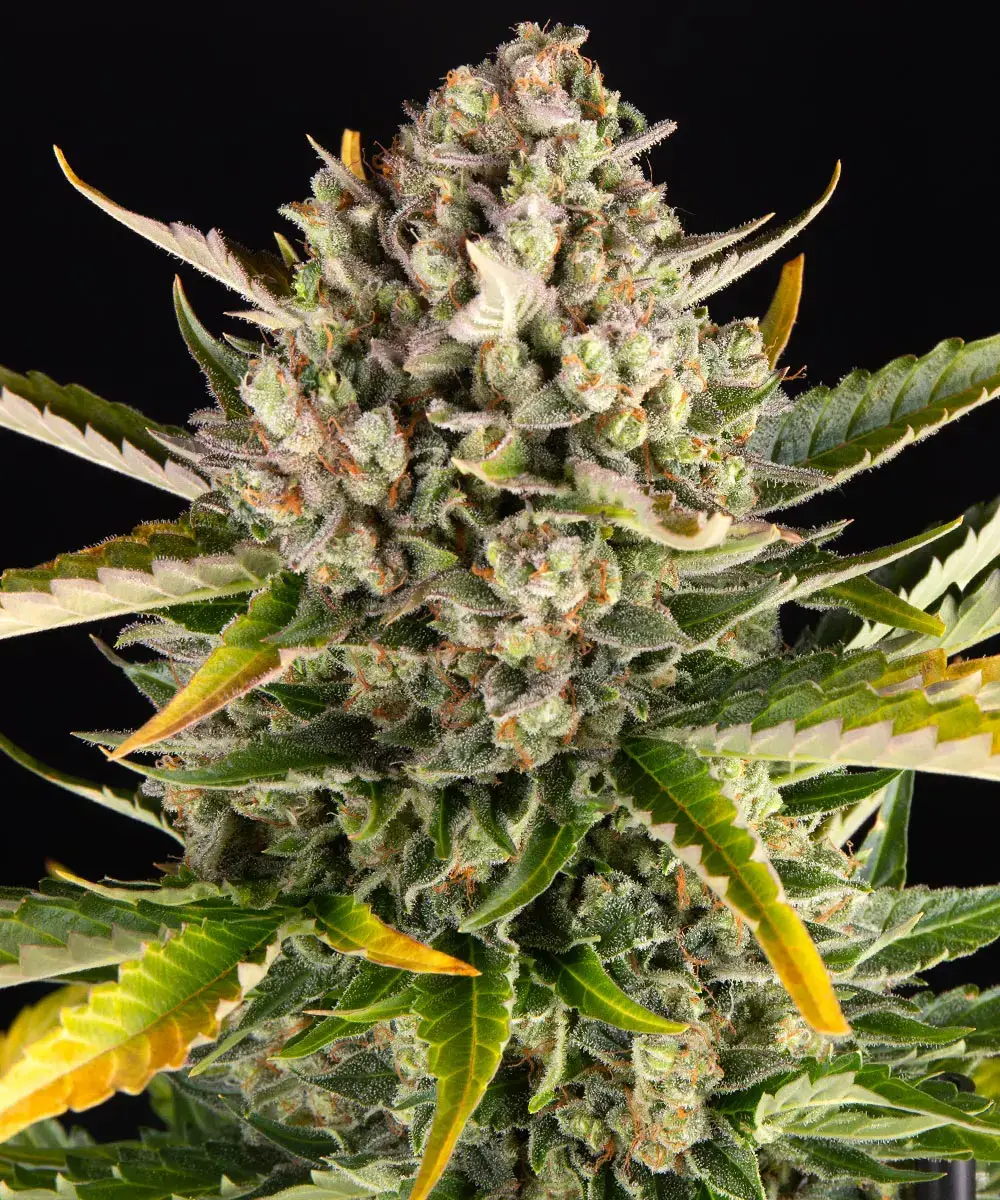 Strawberry Cheesecake Auto Barney's Farm