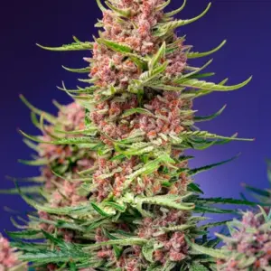 Strawberry Cola Sherbet F1 Fast Version von Sweet Seeds