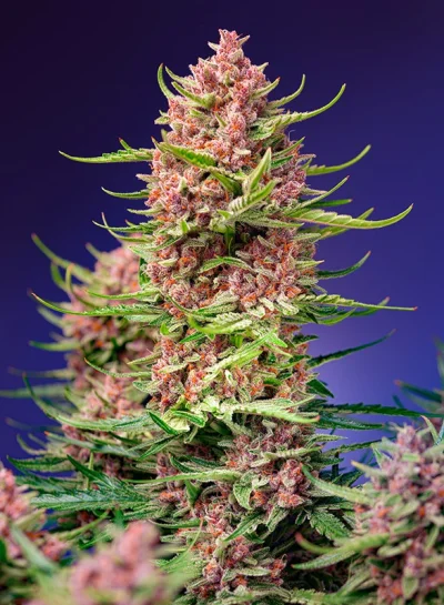 Strawberry Cola Sherbet F1 Fast Version von Sweet Seeds