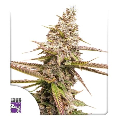 Strawberry Cookies von Dutch Passion