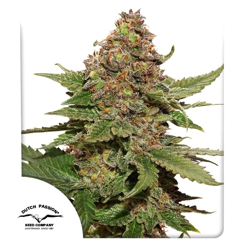 Strawberry Cough von Dutch Passion