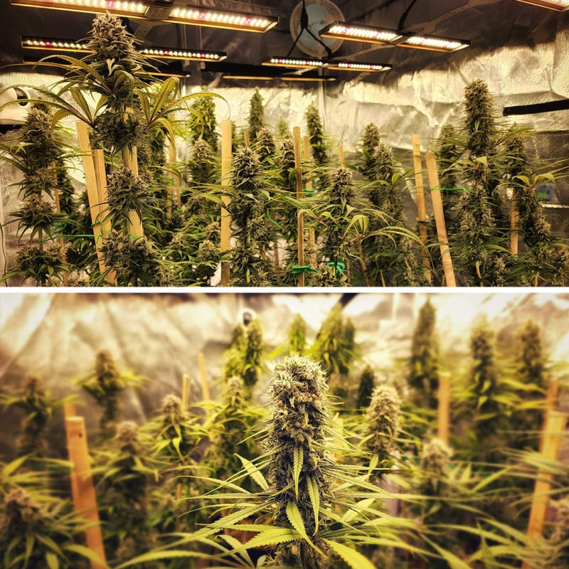 Strawberry Cough von Dutch Passion