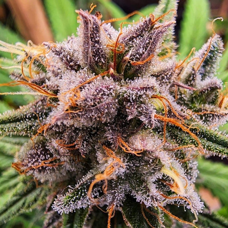 Strawberry Cough von Dutch Passion