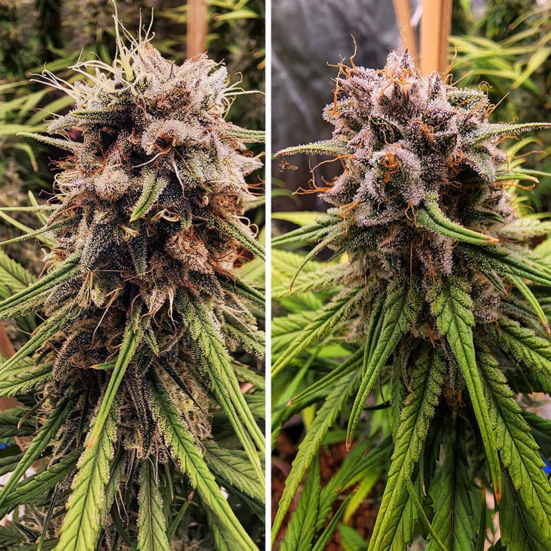 Strawberry Cough von Dutch Passion