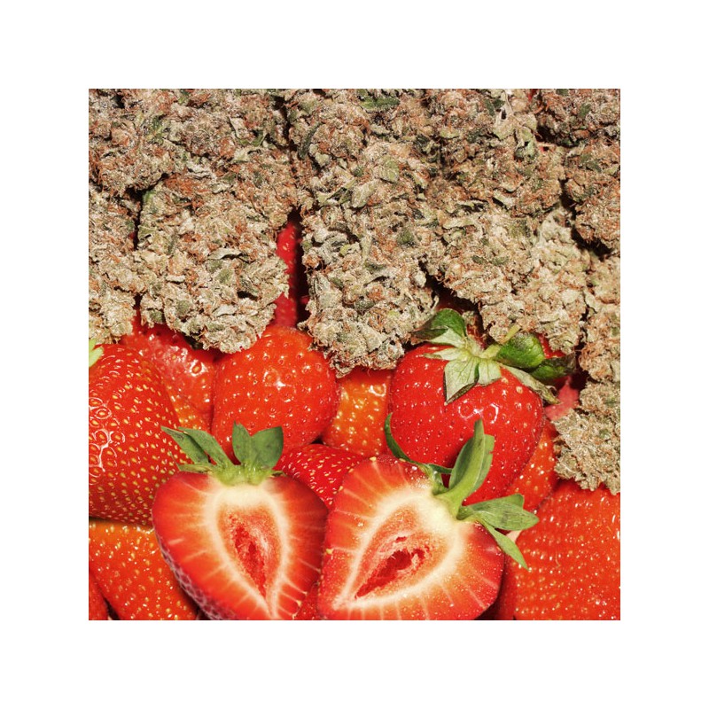Strawberry Cough von Dutch Passion