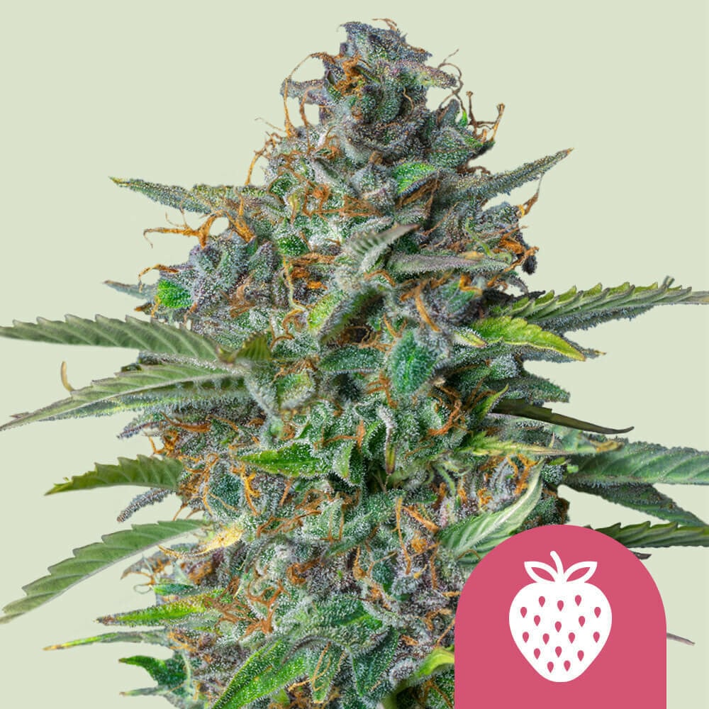 Strawberry Cough von Royal Queen Seeds