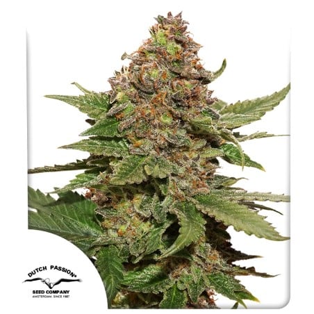 Strawberry Cough von Dutch Passion