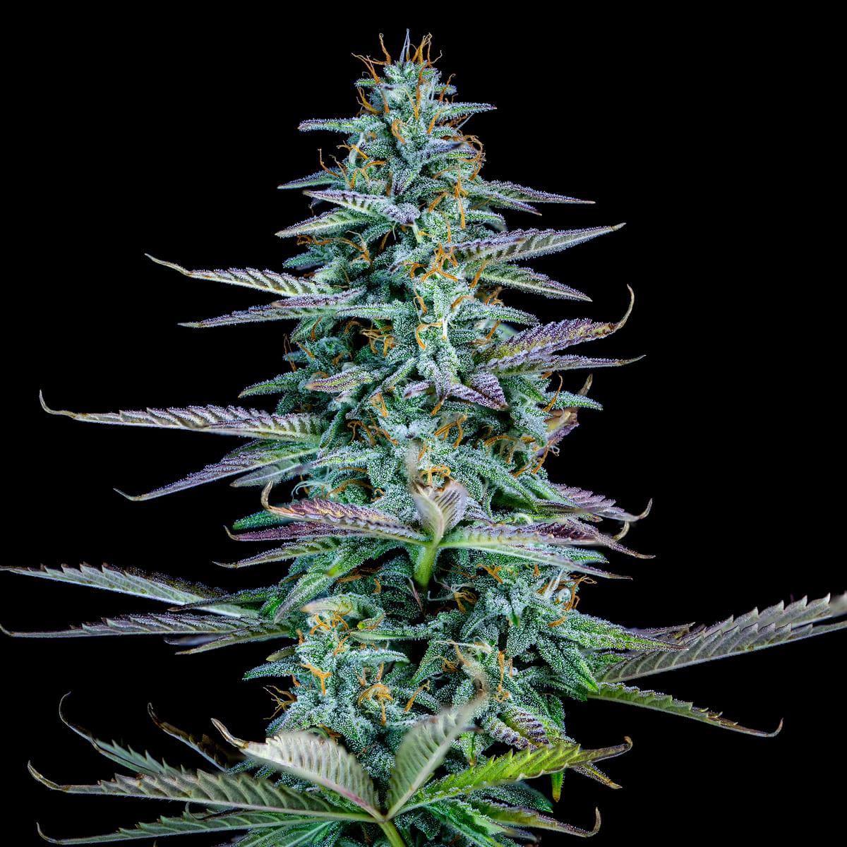 strawberry nuggets 3+2er – mephisto genetics (autoflower samen)