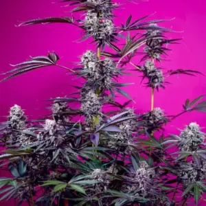 Studio 54 Stardust Auto von Sweet Seeds