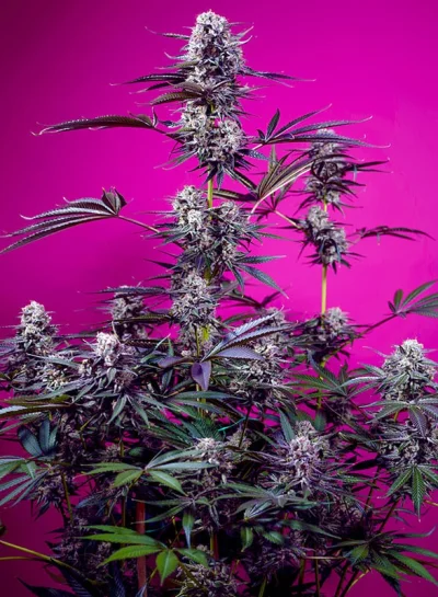 Studio 54 Stardust Auto von Sweet Seeds