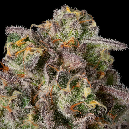 Sugar Rock Cookies 10er Silent Seeds