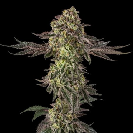 Sugar Rock Cookies 10er Silent Seeds
