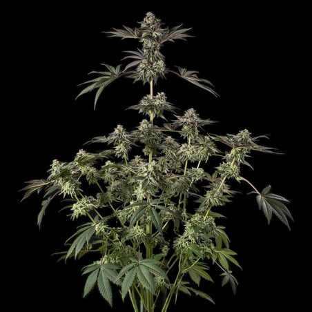 Sugar Rock Cookies 10er Silent Seeds
