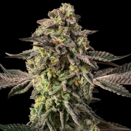Sugar Rock Cookies 10er Silent Seeds