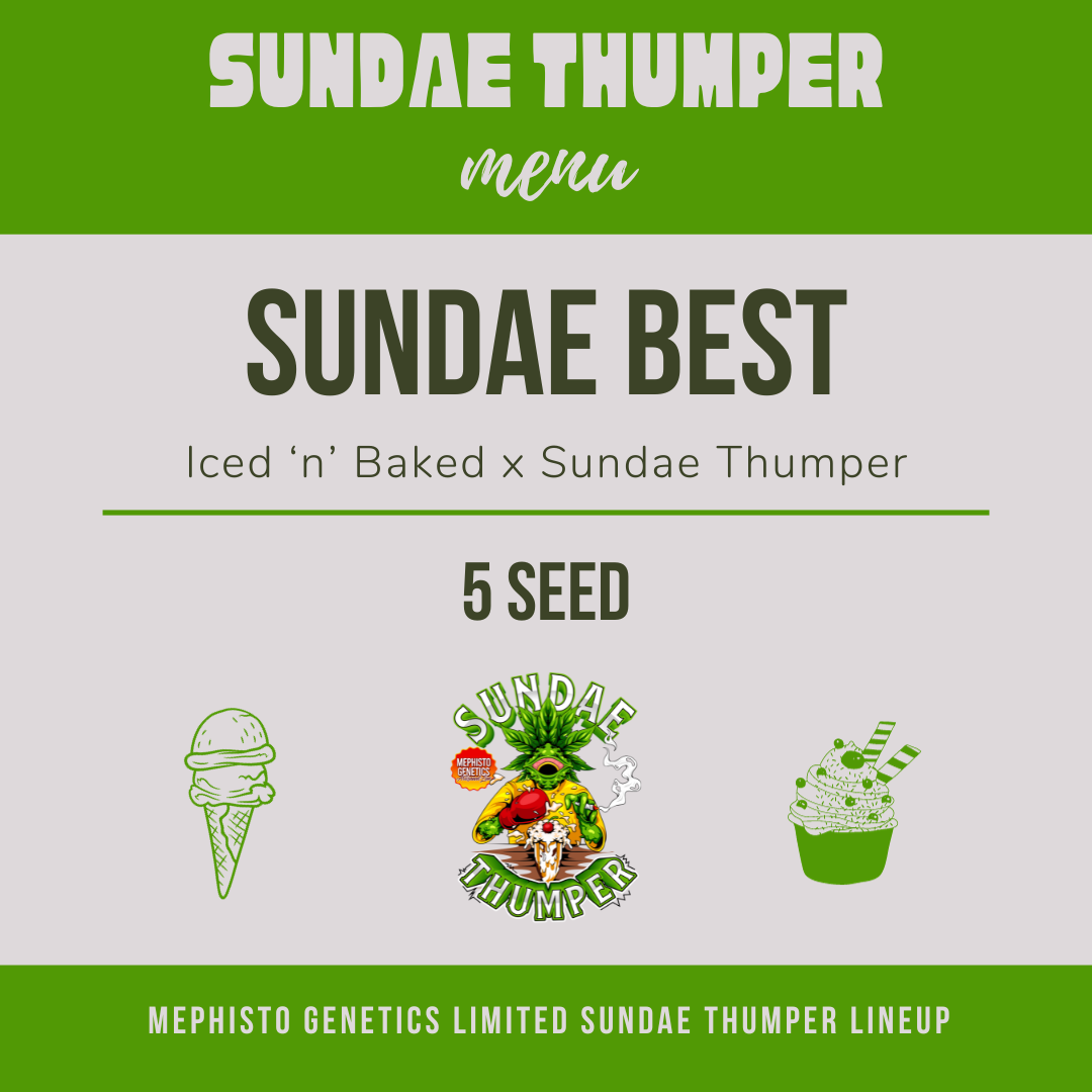 sundae best 5er – mephisto genetics (autoflower samen)
