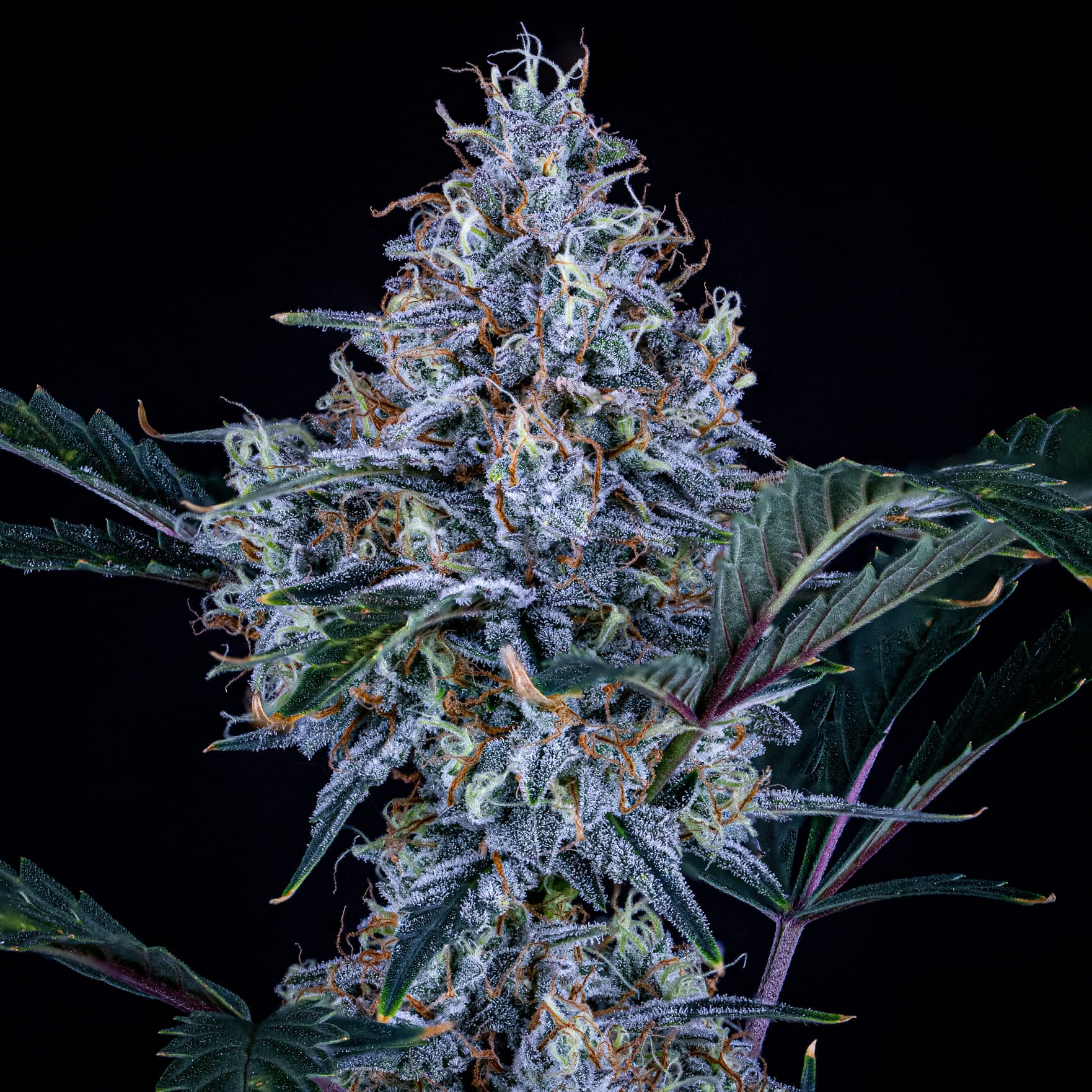 sundae thumper 3+2er – mephisto genetics (autoflower samen)