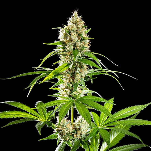 Sunset Sherbet von Kannabia Seed Company