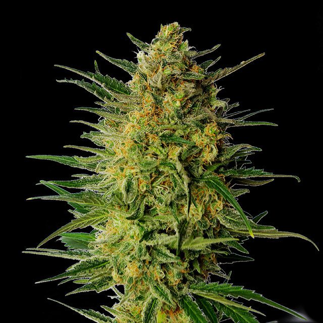 Super Ak von Kannabia Seed Company