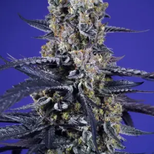 Super Boof XL Auto von Sweet Seeds