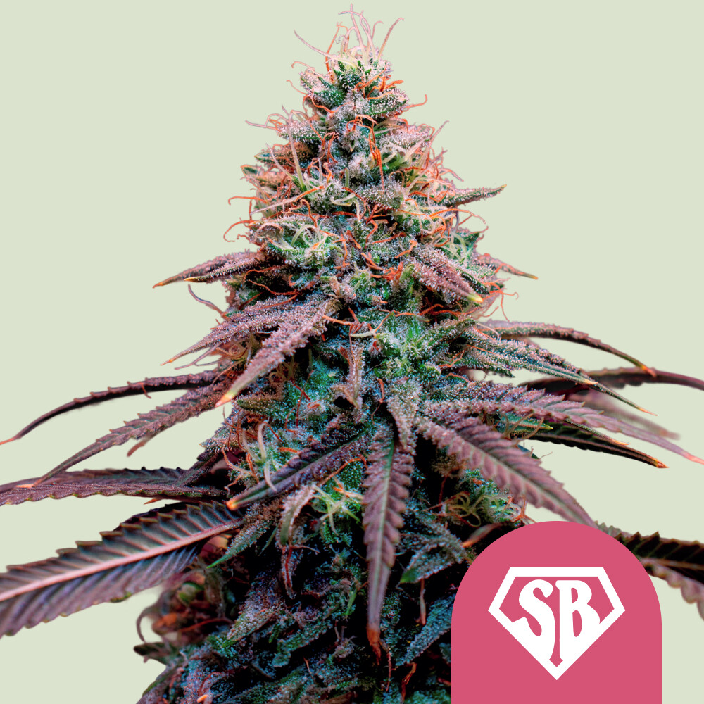 Super Boof von Royal Queen Seeds