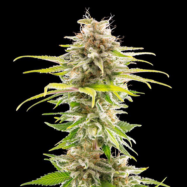 Super OG Kush von Kannabia Seed Company