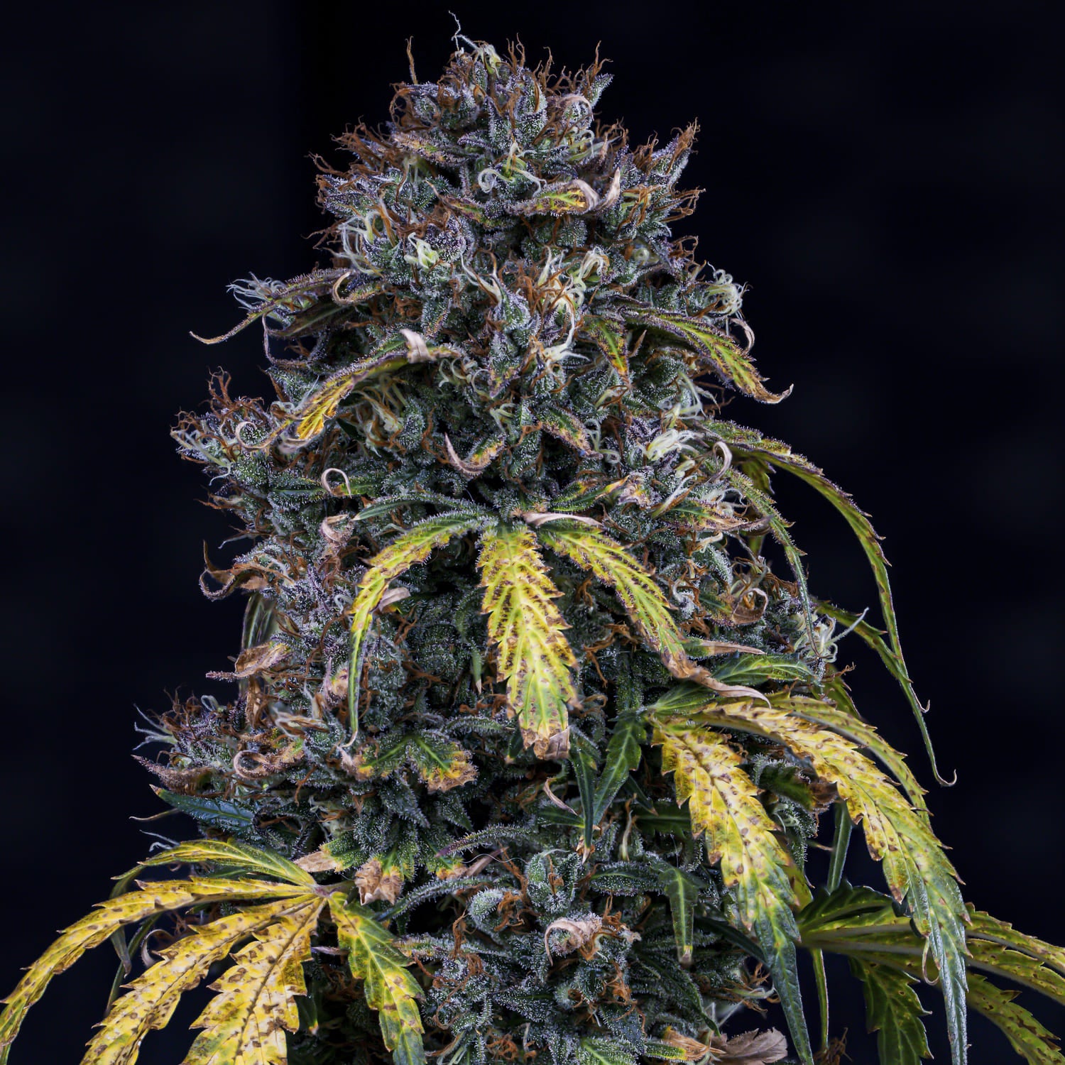 super orange haze 3+2er – mephisto genetics (autoflower samen)