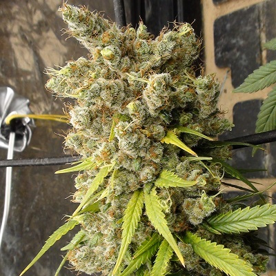 Super Malawi Haze von ACE Seeds