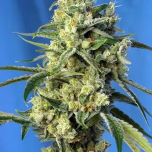 Sweet Amnesia Haze von Sweet Seeds