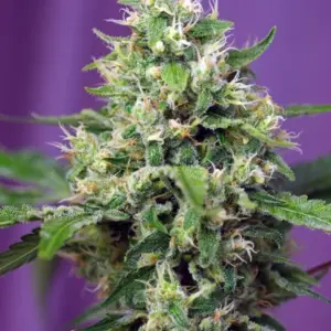 Sweet Amnesia Haze XL Auto von Sweet Seeds