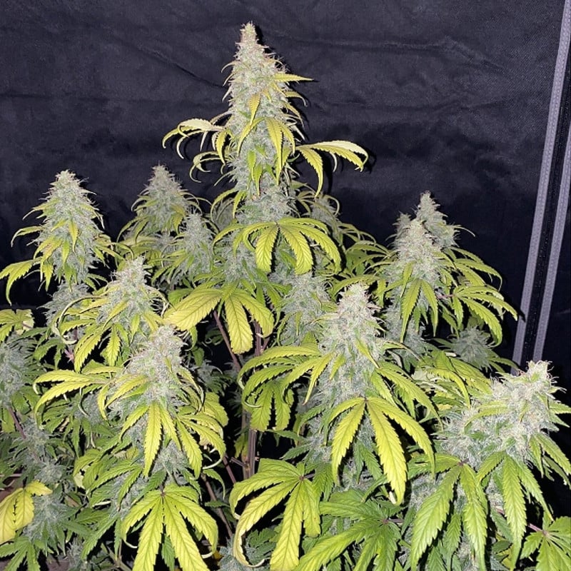 Auto Sweet Bourbon Kush von Dutch Passion