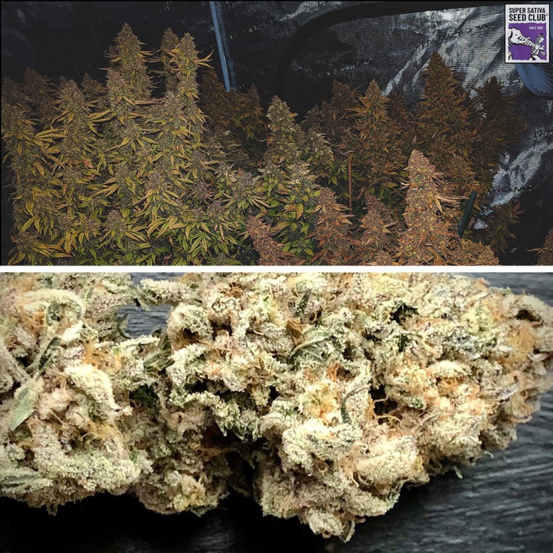 Auto Sweet Bourbon Kush von Dutch Passion